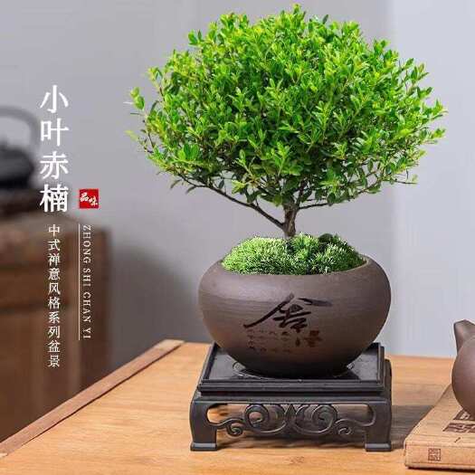 漳州小叶赤楠森林盆栽