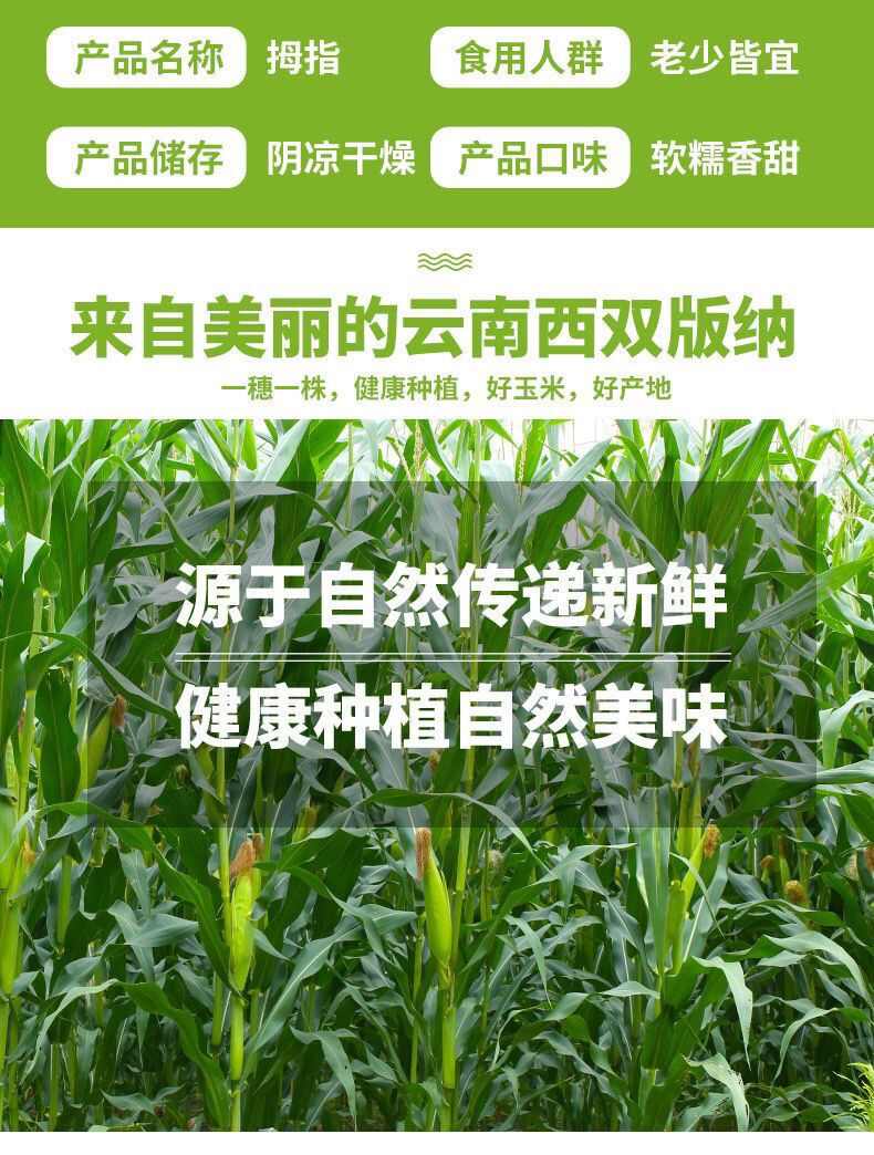 西双版纳香糯小拇指玉米非转基因新鲜白糯玉米棒蔬菜健康