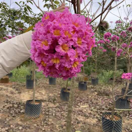 普宁市绣球紫花风铃木2公分起