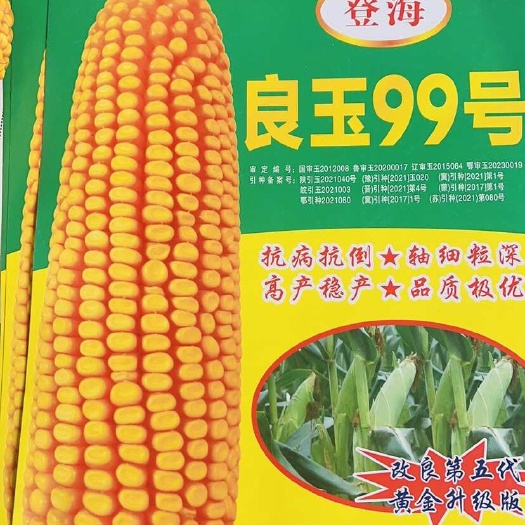 永济市玉米种子 登海良玉99双国审 密植轴细籽粒深抗病抗虫 5千粒