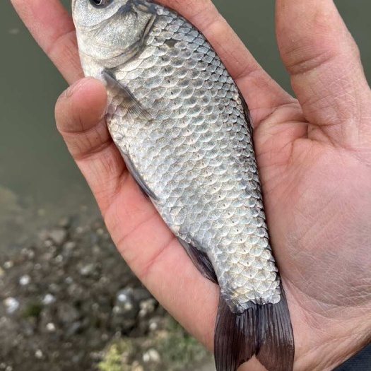 常州中科三号银鲫鱼苗，新口鲫鱼苗，非工程鲫鱼，异育银鲫，一年一斤