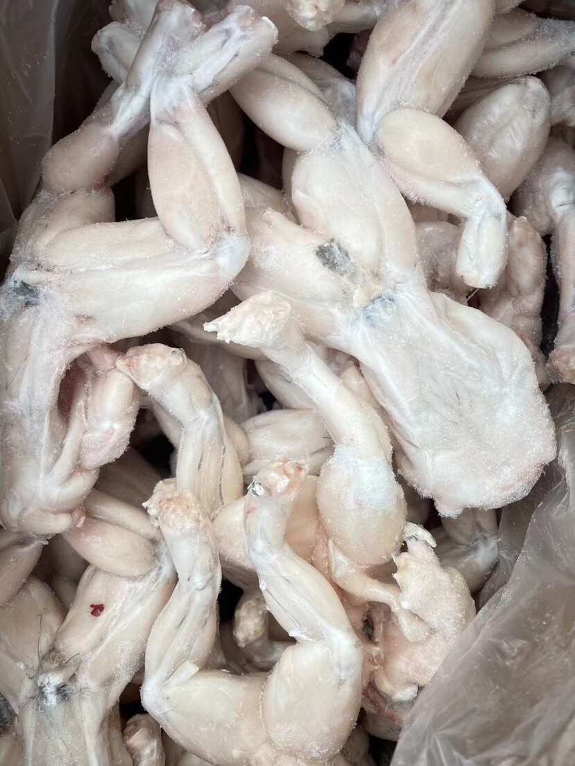 免处理高品质干冰牛蛙干锅牛蛙鲜活加工鲜冻牛蛙三去免处理田鸡