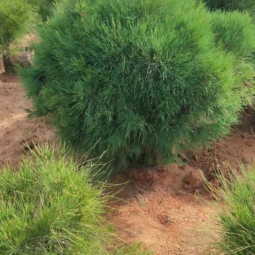 漳浦县木麻黄球