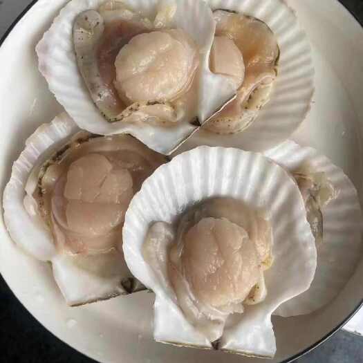 大连扇贝