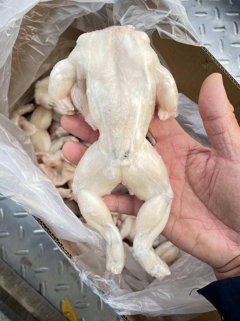 免处理高品质干冰牛蛙干锅牛蛙鲜活加工鲜冻牛蛙三去免处理田鸡