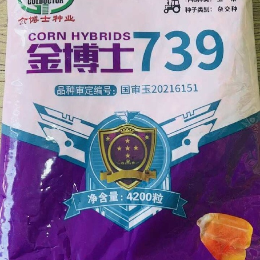 永济市玉米种子 金博士739 大棒型穗位低抗锈病抗倒伏不打控旺药