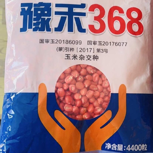 永济市玉米种子 豫禾369 双国审 老品种 认可度高 红轴圆粒