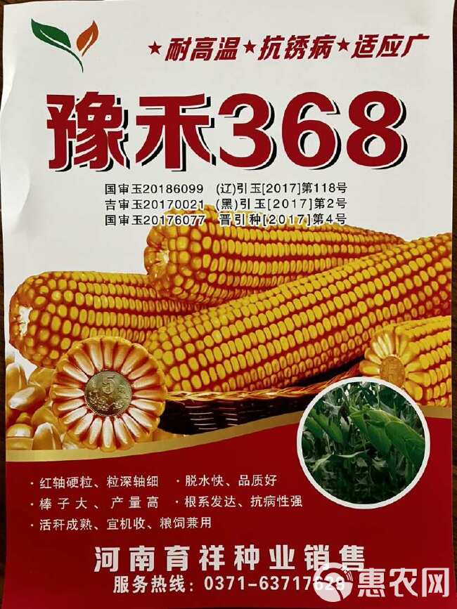 玉米种子 豫禾369 双国审 老品种 认可度高 红轴圆粒