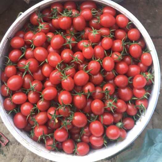 平度市釜山88圣女果小番茄我在产地