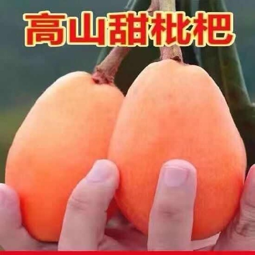 昆明枇杷新鲜水果现摘孕妇甜枇杷大果米易甜顺丰