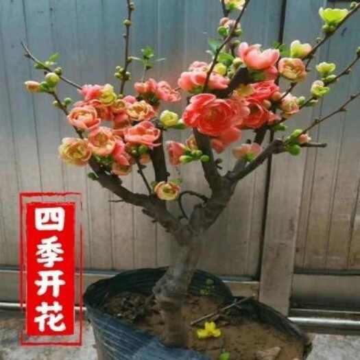 日本海棠，长寿冠海棠地栽苗盆景苗庭院大苗