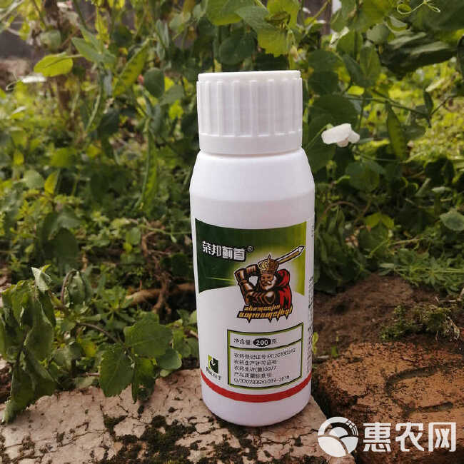 农药杀虫剂抗性蓟马3%甲氨基阿维菌素苯甲盐黄瓜芒果缸豆枇杷