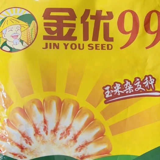 永济市批发玉米种子 金优99 不打控旺不生虫抗锈病的种子