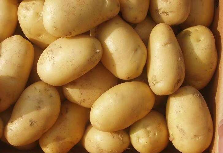 莒县山东冷库黄心土豆荷兰十五土豆V7 土豆