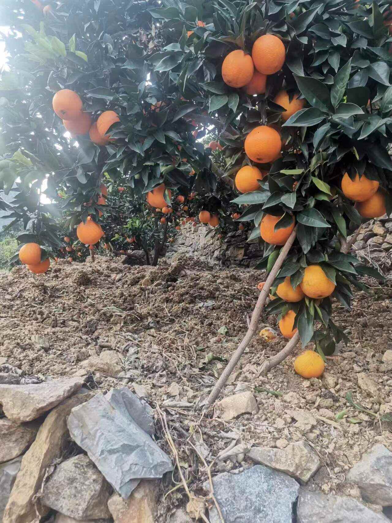 马蹄峰岩甜橙