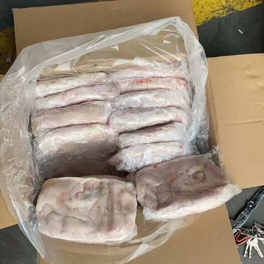 兰考县肥猪白面肚，小肚