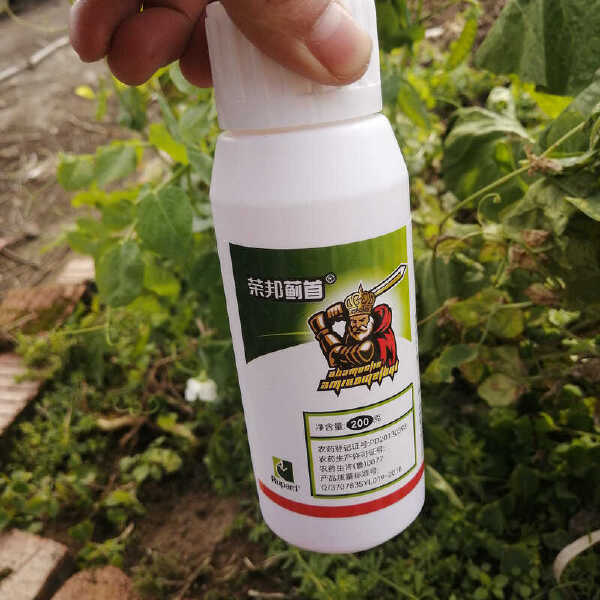 农药杀虫剂抗性蓟马3%甲氨基阿维菌素苯甲盐黄瓜芒果缸豆枇杷