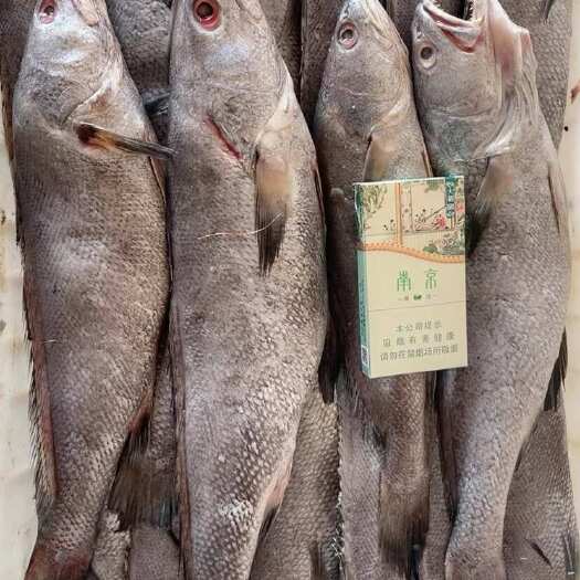 整条米鱼鮸鱼鳘鱼板冻海鱼