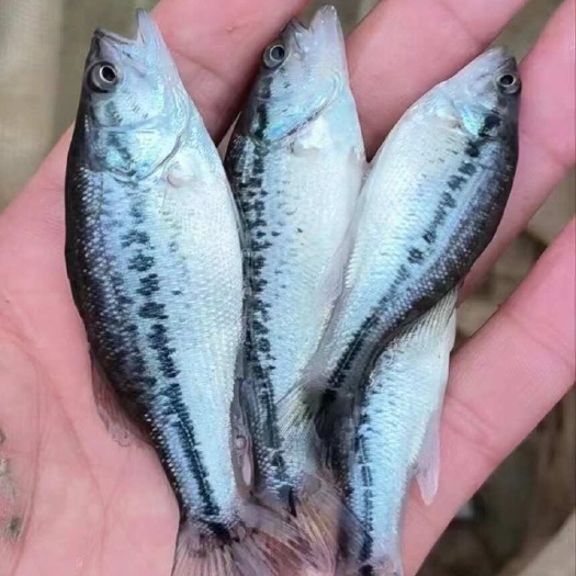 南宁白金加州鲈鱼苗，工厂化，源头直供，可来场地交流。