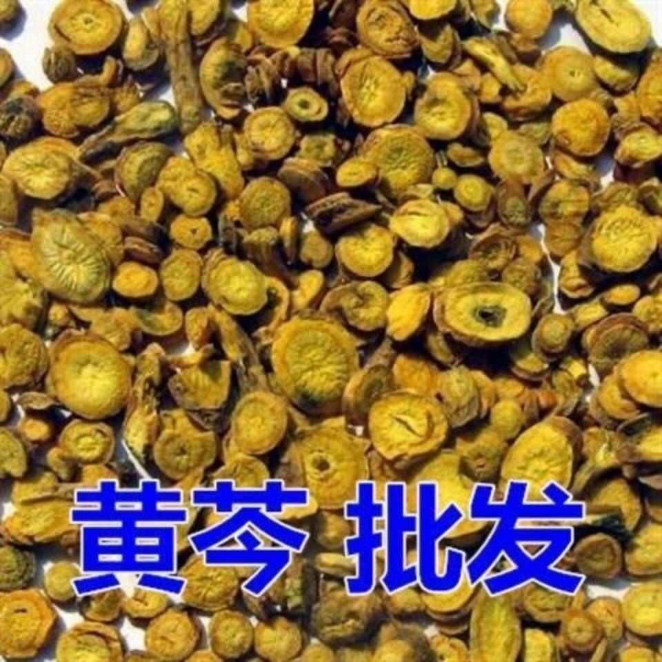 黄芩