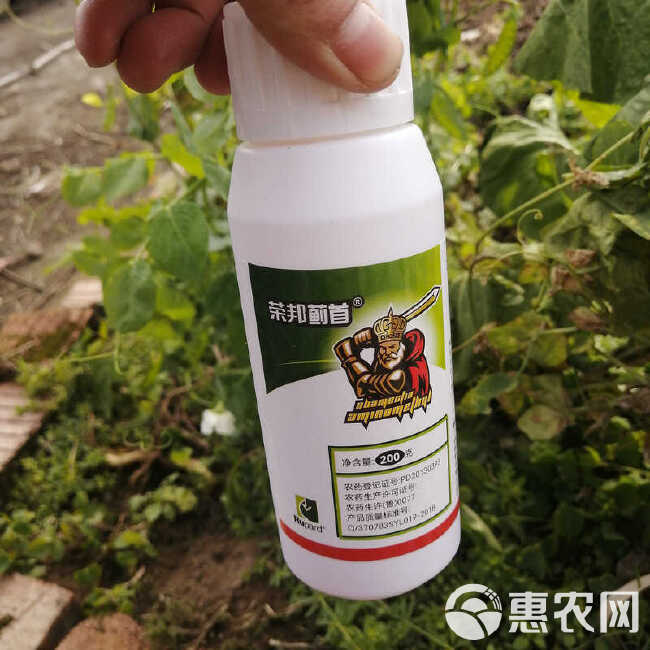 农药杀虫剂抗性蓟马3%甲氨基阿维菌素苯甲盐黄瓜芒果缸豆枇杷