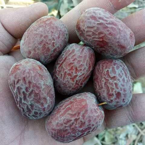 商丘灰枣