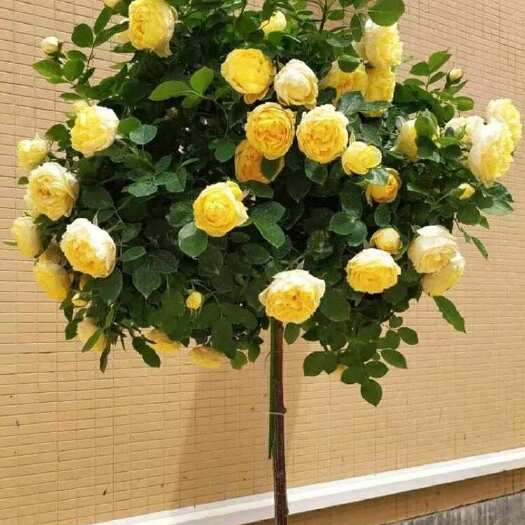 青州市棒棒糖月季自产自销