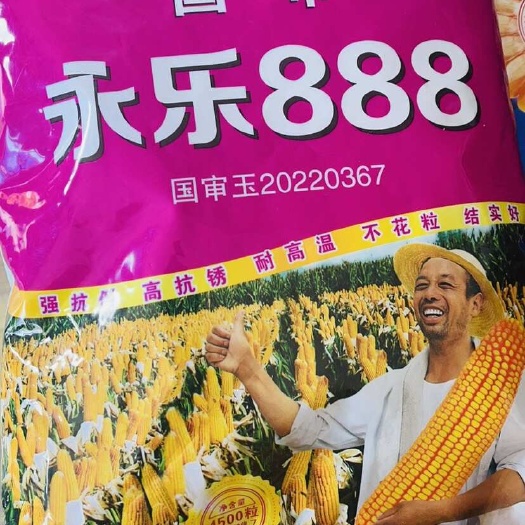 永济市批发玉米种子 永乐888 新品种免化控强抗倒耐高温 抗锈病