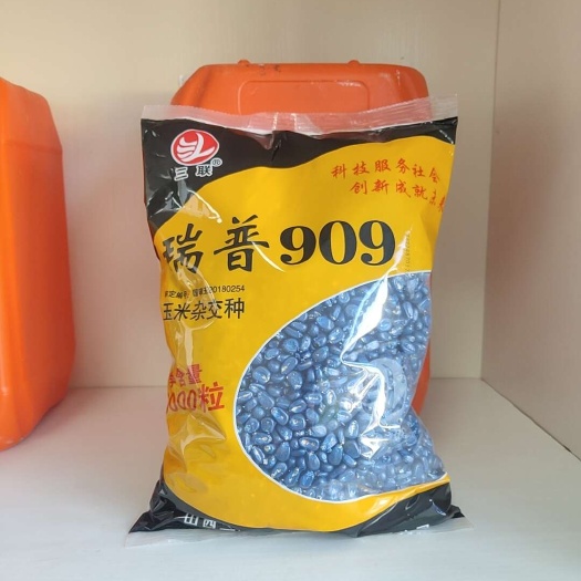 沈阳玉米种子  瑞普909