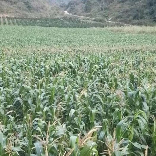 德保县青贮玉米
