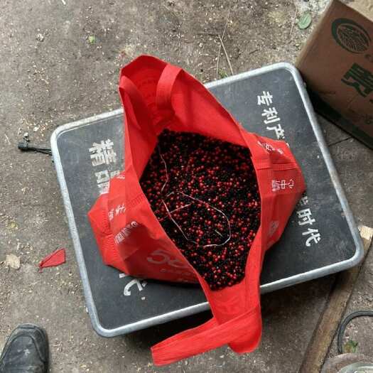 榕江县草珊瑚种子