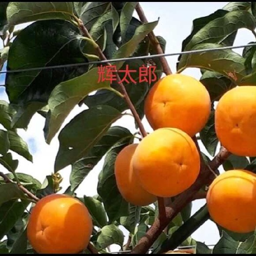 周口脆甜柿子苗 辉太郎甜柿子苗 丽玉甜柿子苗 大秋柿子苗