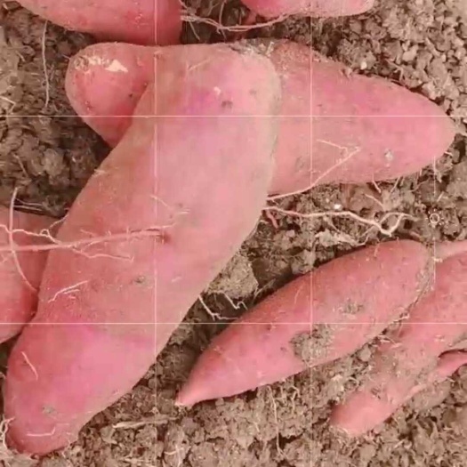 脱毒商薯19种薯，保证质量，量大便宜出售