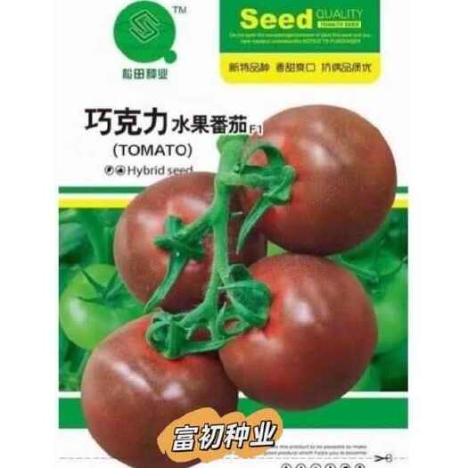 南京巧克力水果番茄西红柿种子抗病毒无限生长番茄