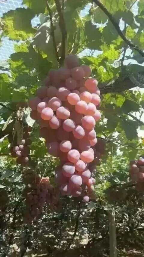 涿鹿县精品龙眼葡萄