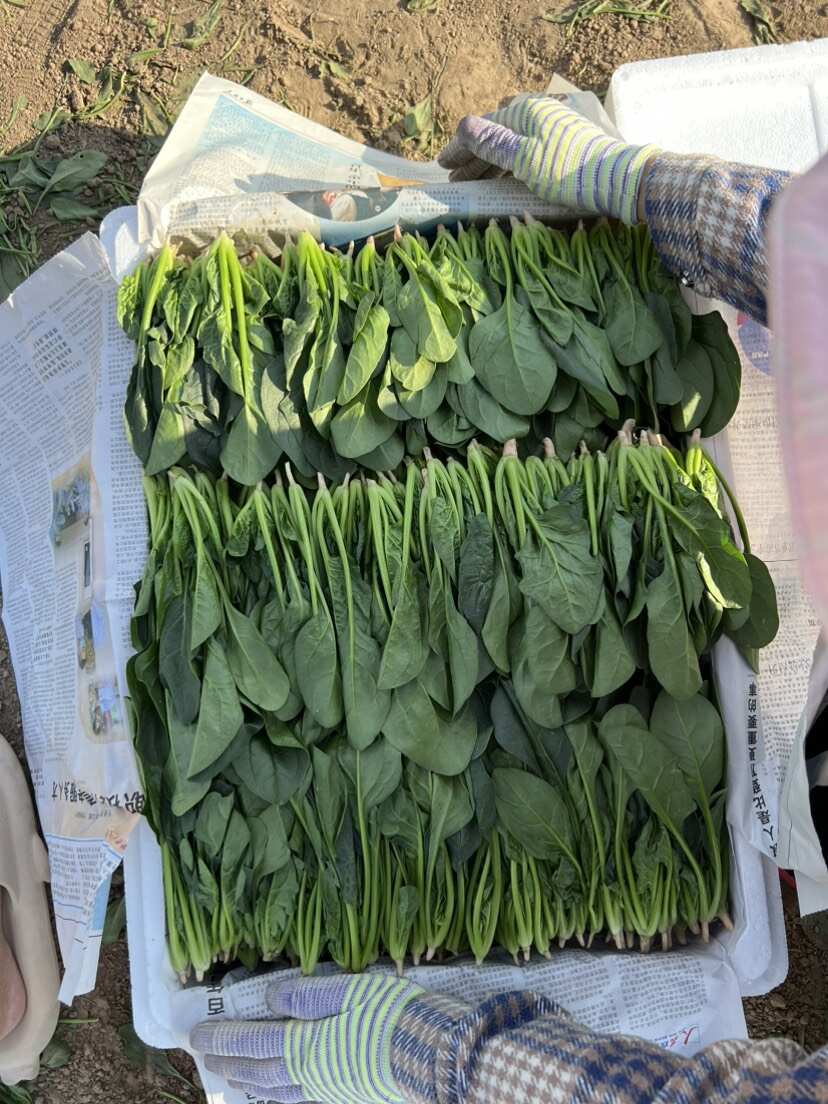 山东曹县万亩蔬菜基地常年供应电商加工厂市场菠菜