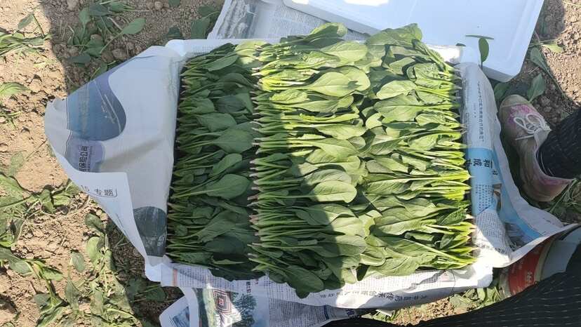 山东曹县万亩蔬菜基地常年供应电商加工厂市场菠菜