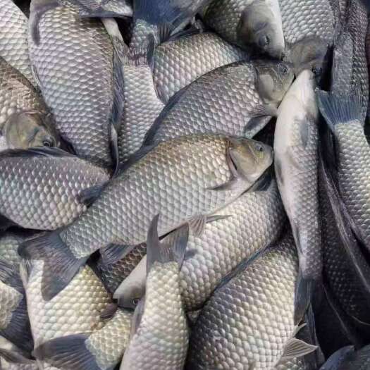 鲫鱼  渔场直销垂钓用鲫鱼鳊鱼青鱼草鱼桂鱼花鲢鱼苗等