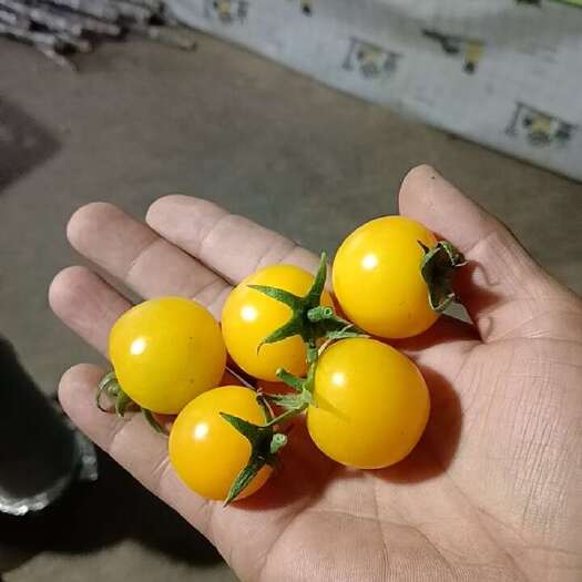 东港市黄水晶柿子