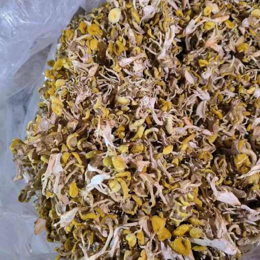 古田县鸡油菌菇干货榆黄蘑干货产地直销批发，支持一件代发
