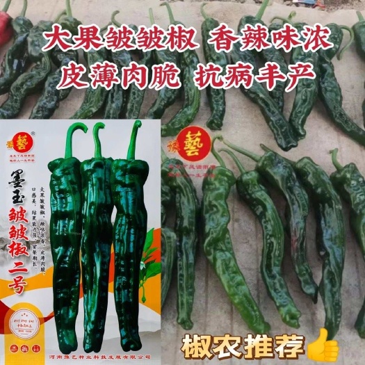 淮安豫艺墨玉皱皱椒二号大果皱皮椒种子大黑皱皱辣种子特辣皮薄深绿色