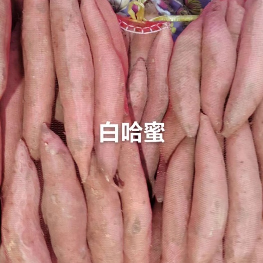 滦南县绿色种植的各薯类品种