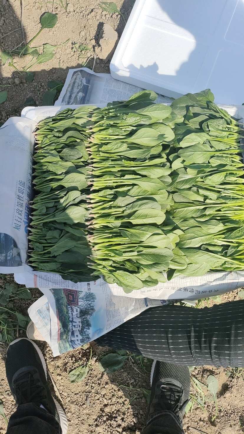 山东曹县万亩蔬菜基地常年供应电商加工厂市场菠菜