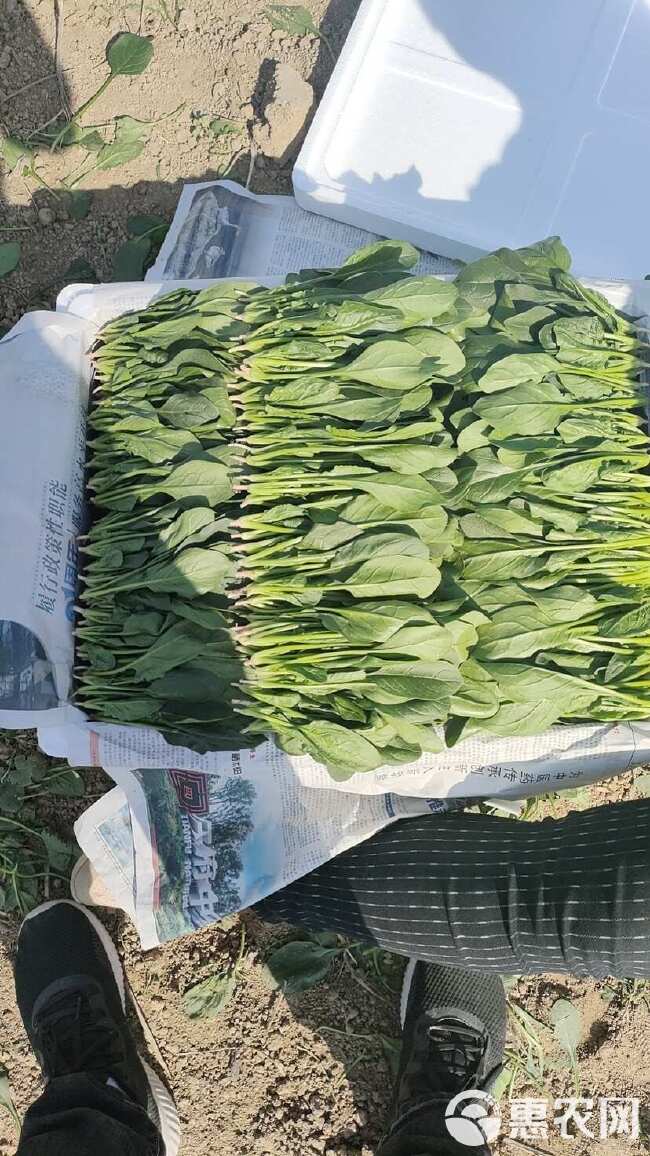 山东曹县万亩蔬菜基地常年供应菠菜