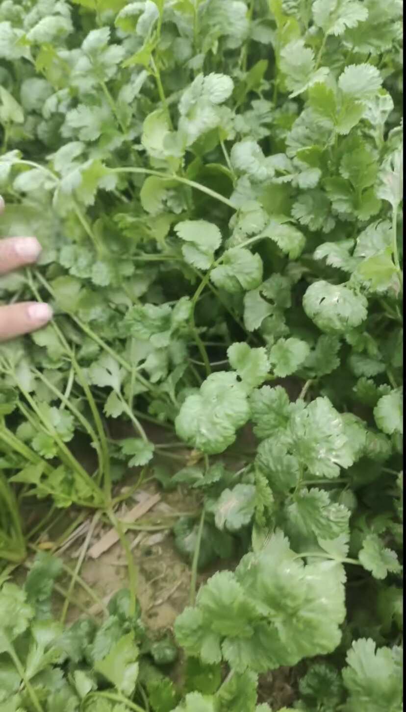 大叶香菜种子 耐热香菜种子 耐抽苔香菜种子 耐高温40度可种