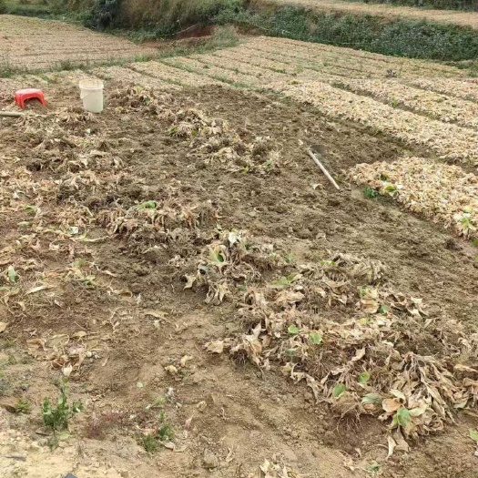 阳春市自己种的沙姜，个头大，有兴趣的老板私了