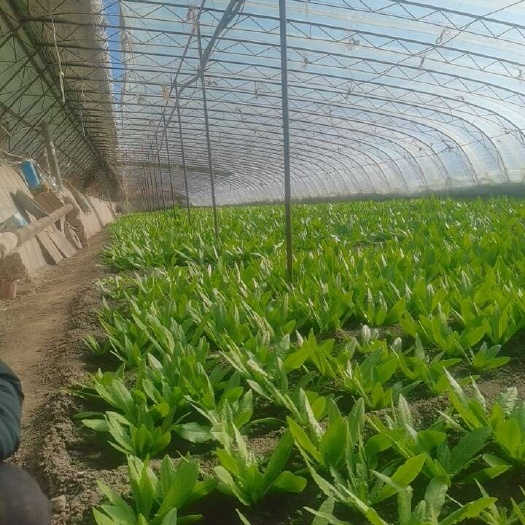 乌鲁木齐油麦菜