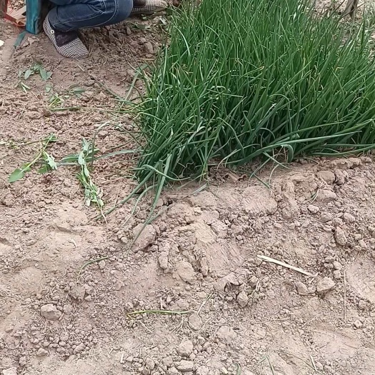 长日照洋葱苗子，适合内蒙，甘肃，新疆，辽宁等，甘肃附近区域种