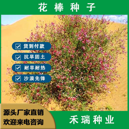 南京花棒种子细枝岩黄芪多年生林灌木种子沙生耐旱喜光防风固沙树种子
