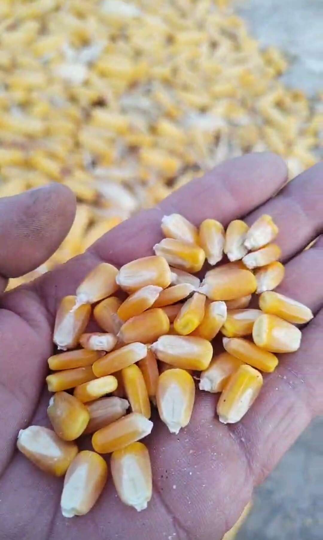 黄糯玉米粒836，水分20左右